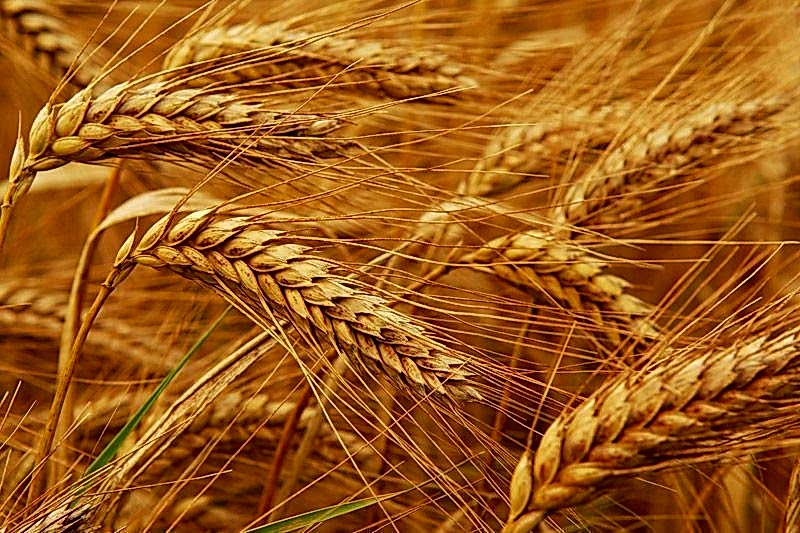 Tarla Bitkileri Tohumları