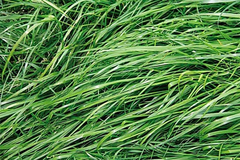 Yem Bitkileri Karışımları